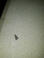 Insecta