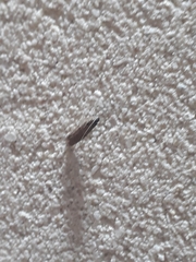 Insecta