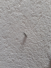 Insecta