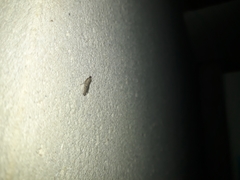 Insecta