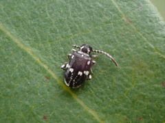 Ptininae