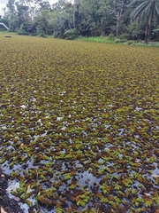 Salvinia molesta
