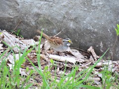 Zonotrichia albicollis