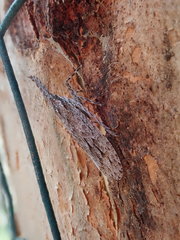 Eurinopsyche obscurata