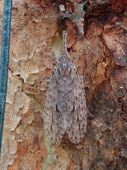 Eurinopsyche obscurata