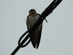 Tachycineta leucorrhoa