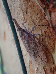 Eurinopsyche obscurata