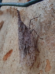 Eurinopsyche obscurata