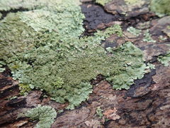 Hypotrachyna imbricatula