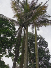Arecaceae