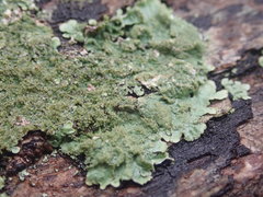 Hypotrachyna imbricatula