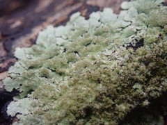 Hypotrachyna imbricatula