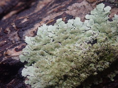 Hypotrachyna imbricatula