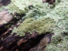 Hypotrachyna imbricatula