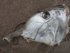 Callorhinchus callorynchus