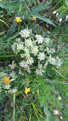 Lomatium dasycarpum dasycarpum