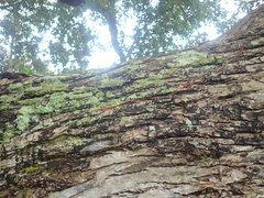 Hypotrachyna imbricatula