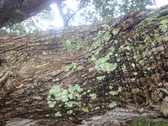 Hypotrachyna imbricatula