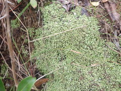 Cladonia neozelandica