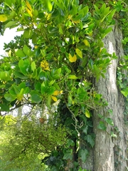 Griselinia