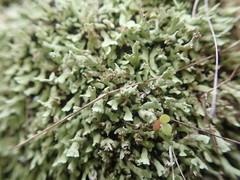 Cladonia neozelandica