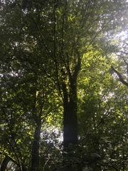 Carpinus tropicalis