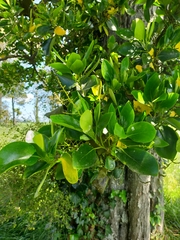 Griselinia