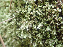 Cladonia neozelandica