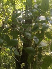 Carpinus tropicalis
