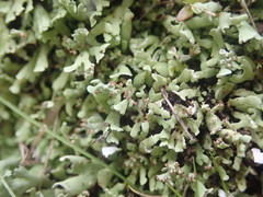 Cladonia neozelandica