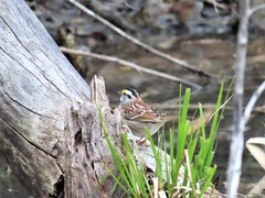Zonotrichia albicollis