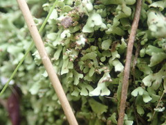Cladonia neozelandica