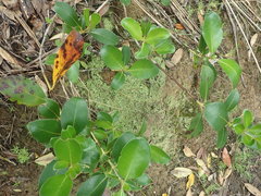 Cladonia neozelandica