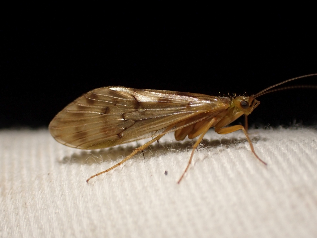 Rhyacophila verrula