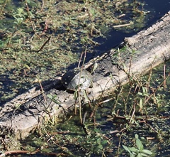 Trachemys scripta elegans