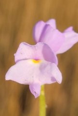 Utricularia purpurea image