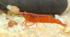 Neocaridina davidi