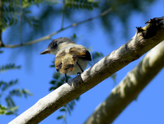 Pachyramphus aglaiae