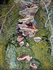 Fungi