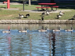 Branta canadensis