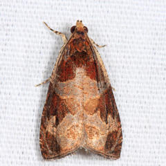 Olethreutes footiana