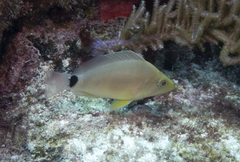 Hypoplectrus unicolor