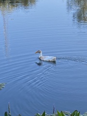 Anas platyrhynchos domesticus