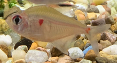 Hyphessobrycon erythrostigma