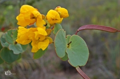 Chamaecrista blanchetii