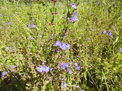 Scutellaria drummondii