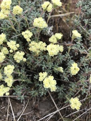 Eriogonum thymoides