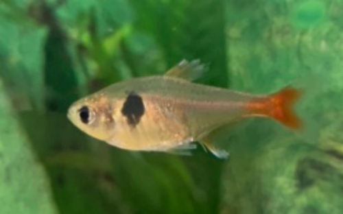 Yellow flag tetra (Hyphessobrycon roseus) — Characidae — 4