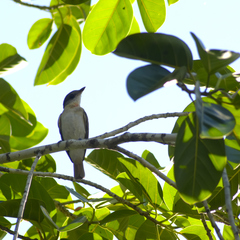 Pachyramphus aglaiae