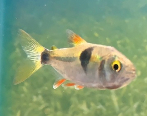 Bokstand-tetra (Exodon paradoxus) — Characidae